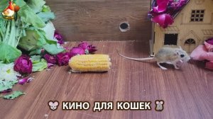 Видео для кошек про крысок развлекать питомцев 🐭🐀😂 (237)