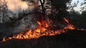 Жара и ветер: десять гектаров горят в Ростовской области