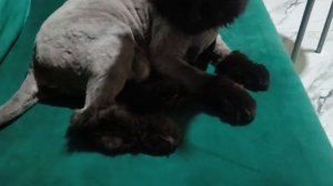 Кошка Мэйн-кун 2