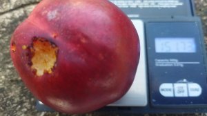 Нектарин Ванг 8. 29.07.2025г.