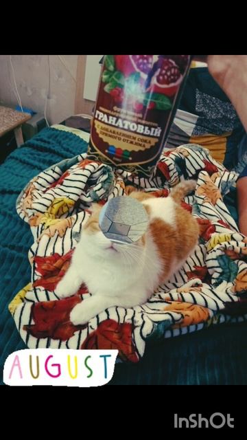 Кексик в августе 2024.#коткекс #youtubeshorts #cat #youtube #like #funny #кот#август