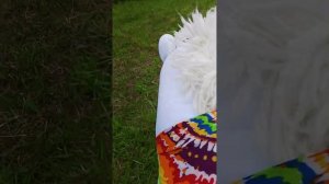 хоббихорсинг