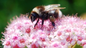 Съёмка на Nikon D40 с объктивом Юпитер 8