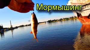 МОРМЫШИНГ НА КАРЬЕРЕ И РЕКЕ | РЫБАЛКА с Black Adder