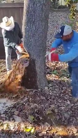 Когда внезапно из распиленного дерева начал бить водопад