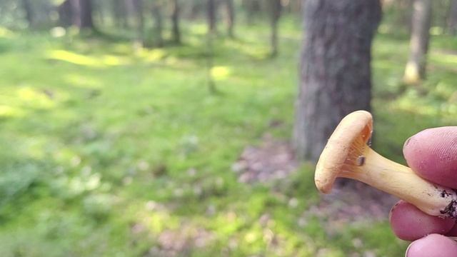 ГРИБЫ СОСНОВОГО БОРА смотреть онлайн