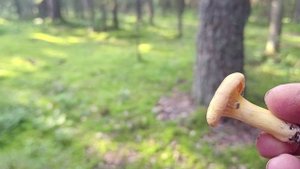 ГРИБЫ СОСНОВОГО БОРА