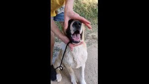 Задира. Продажа