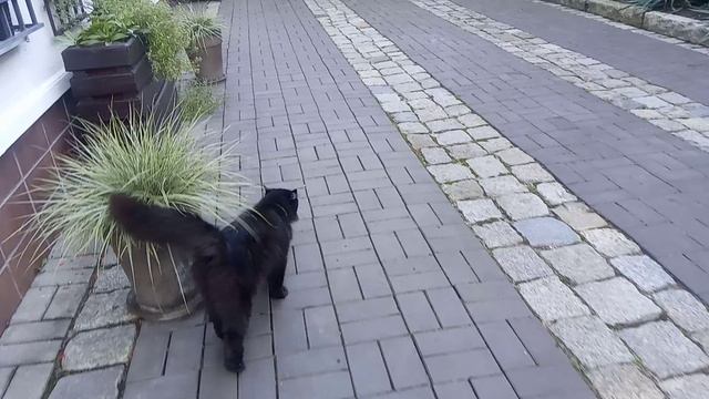 Разговорчивый кот