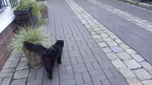 Разговорчивый кот