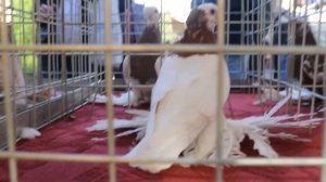 Международная выставка голубей.Ташкент 19.10.2024