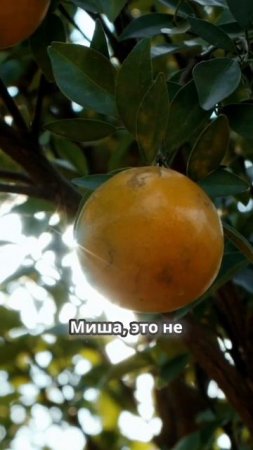 Хотите узнать подробности? Ставьте ➕️ под данным видео или пишите сообщения ✍️