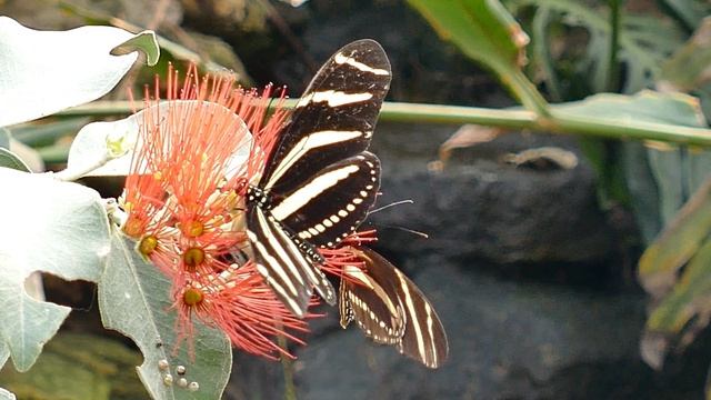 Красивые бабочки на цветах | Видео про бабочек под спокойную музыку смотреть онлайн
