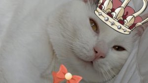 Кото - ловушка