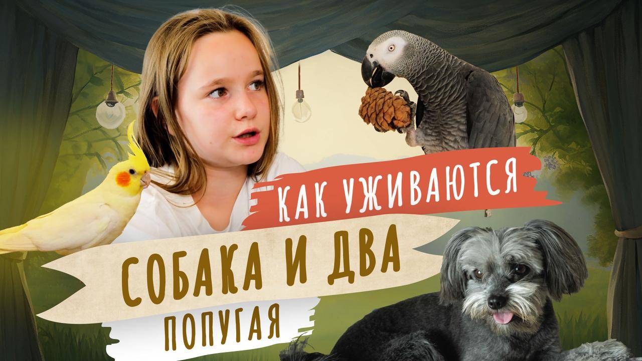 Как живут собака и два попугая в одной семье. Мой питомец