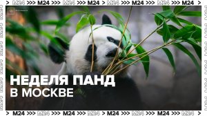 Фестиваль Неделя панд пройдет в Московском зоопарке