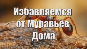 Как Избавиться от Муравьев в Доме