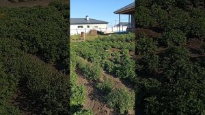 Хризантемы корейские и мультифлора,в горшках и в грунте.