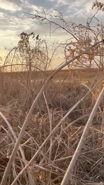 Вечерка #весенняяохота #fishing #охота2025 смотреть онлайн