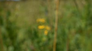 Новососедово. Краски лета.