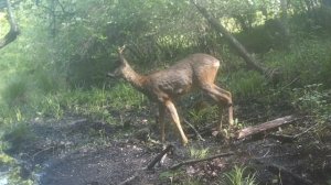 Фото ловушка козлик