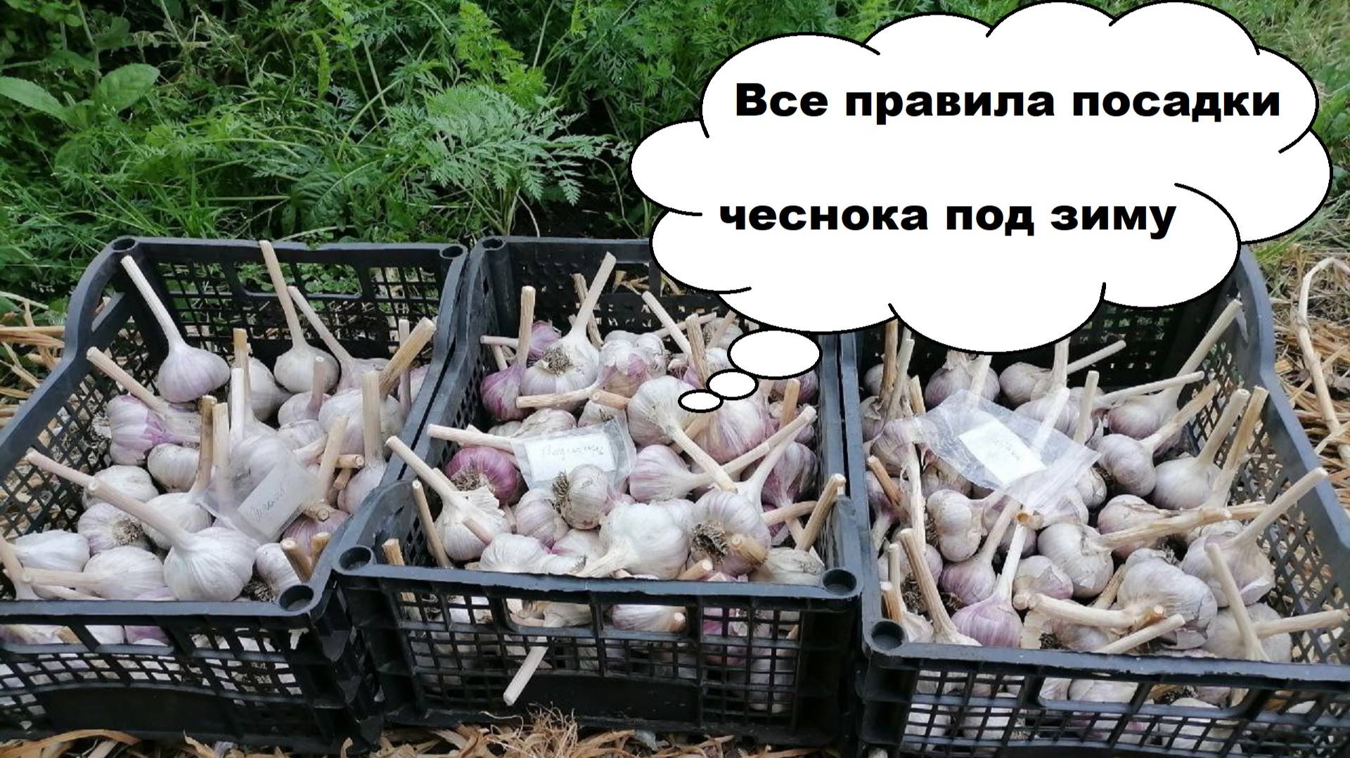 Как и когда сажать чеснок под зиму. Подготовка грядки. Особенности выращивания в Сибири