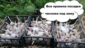 Как и когда сажать чеснок под зиму. Подготовка грядки. Особенности выращивания в Сибири