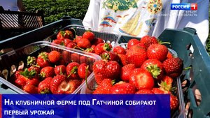 На клубничной ферме под Гатчиной собирают первый урожай