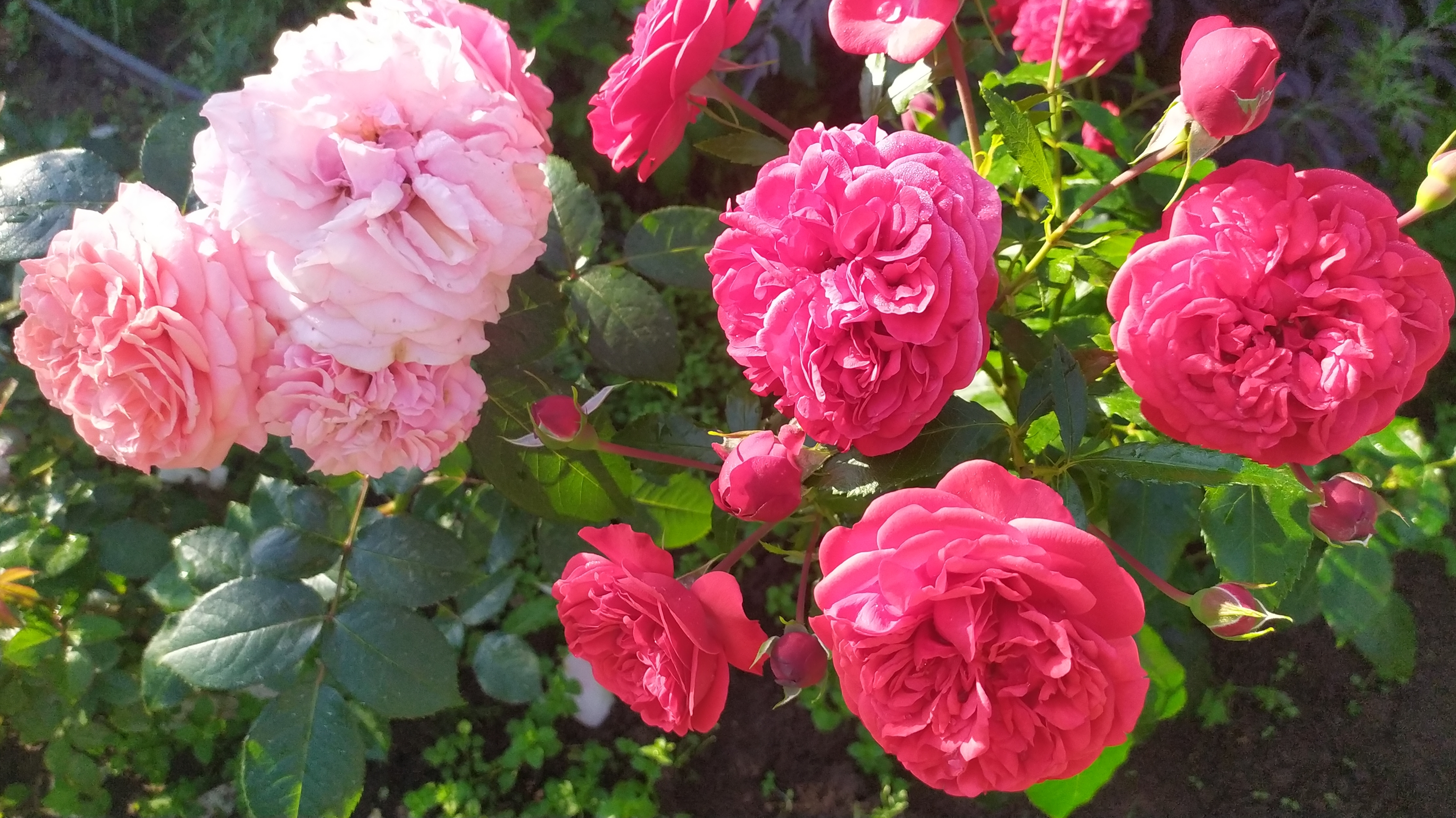 Розы которые запоздали с цветением.