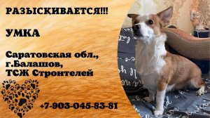 Пропала собака! УМКА. Саратовская обл,  г. Балашов