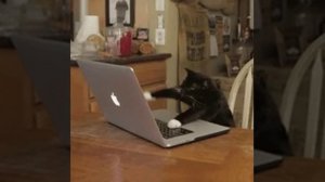 1000002995.mp4кооооооо́от