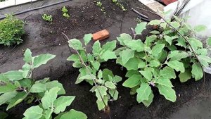 Баклажаны на 30 июля