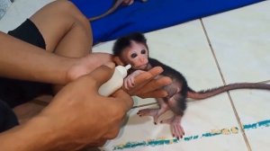 Обезьянки 2 малютки одинокие комочки грязные принесли в приют  Пищат кушать Пьют смесь из соски Спят