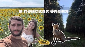 Как мы искали Оленя в Самарских лесах, а нашли... ЛИСИЦУ на АЗС! 🦌/🦊