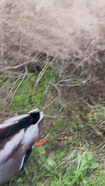 Добыл селезня кряквы. #охота #весенняяохота смотреть онлайн