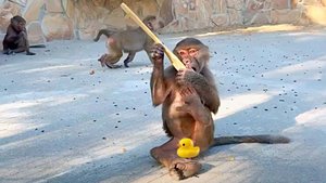 Ложка есть, а каши нет! Не беда! Стёпке весело играть у Мани с Тосей забирать! Можно еще кусать!