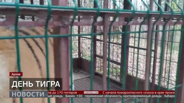 День тигра: праздник в зоосаде «Приамурский». Новости. 29/07/2025. GuberniaTV