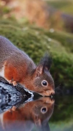 Выглядит так мило... 🥰🐿️😍