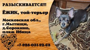 Пропала собака! ЁЖИК, той-терьер. Московская обл., г.Мытищи, д.Сорокино.