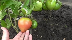 Отбор плодов помидоров на семена