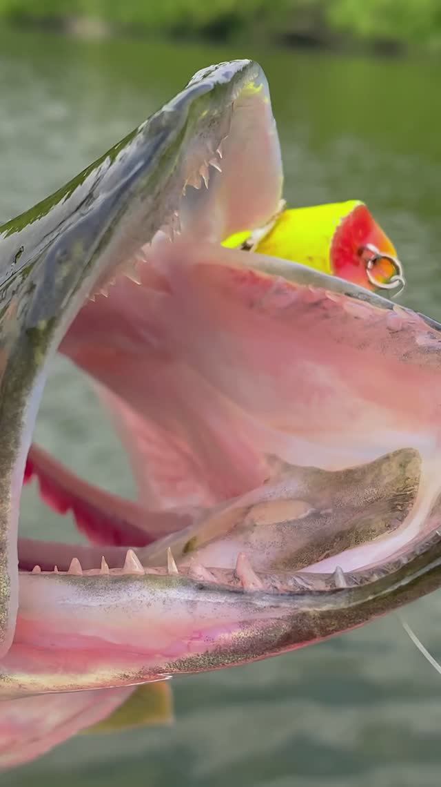 Щука БЕШЕНАЯ! Всадила СРАЗУ! 🚀💥🎣 #shorts #щука #ловлящуки