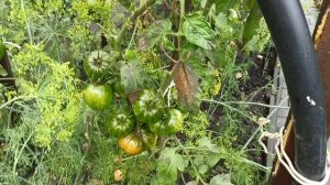 Фитофтора и кладоспориоз развиваются очень быстро.Мои обработки от болезней.28.07.2025