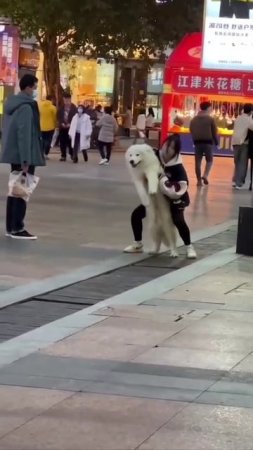 Когда устали лапки🐾🐾