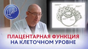 Single cell resolution -  разрешение на уровне единственной клетки и плацентарная функция.