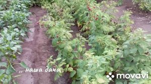 Малина обыкновенная.Малина от плодоносила , навожу порядки..., 28 июля#малина