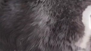 Эдит моего кота