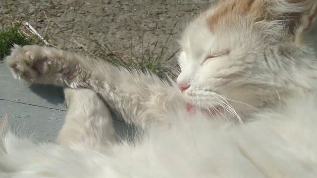 Мурзик - турецкий ван?