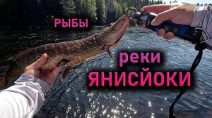 РЕКА ЯНИСЙОКИ горная, быстрая, а рыба наша обычная