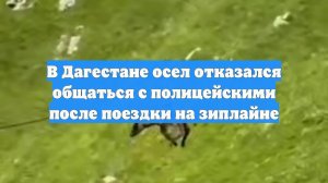 В Дагестане осел отказался общаться с полицейскими после поездки на зиплайне