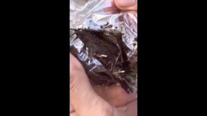 Как размножить розы, получение саженца